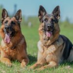 German Shepherd Dog Breed Facts and Guide