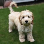 The Cockapoo: A Perfect Blend of Cocker Spaniel and Poodle