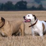 American Bull Dane: A Comprehensive Guide to this Majestic Breed